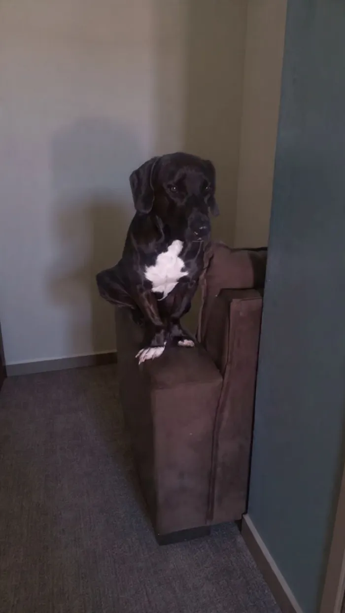 Cachorro raça SRD-ViraLata idade 2 anos nome Lupin