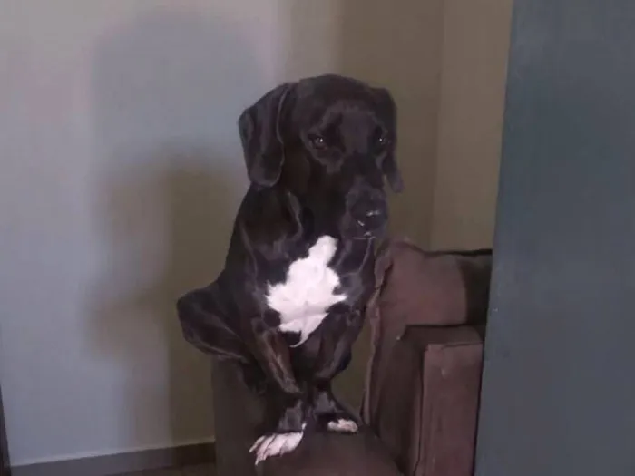 Cachorro raça SRD-ViraLata idade 2 anos nome Lupin