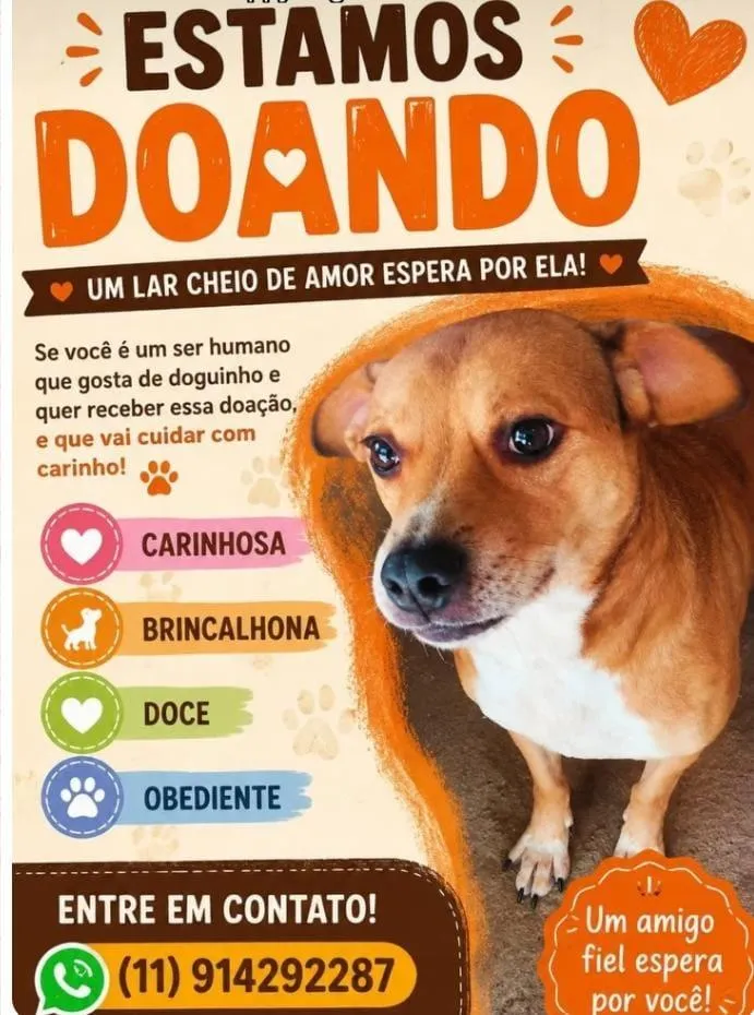 Cachorro raça Pit-Bull idade 1 ano nome Jade
