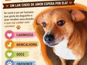 Cachorro raça Pit-Bull idade 1 ano nome Jade