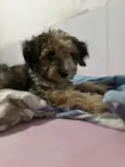 Vitinho