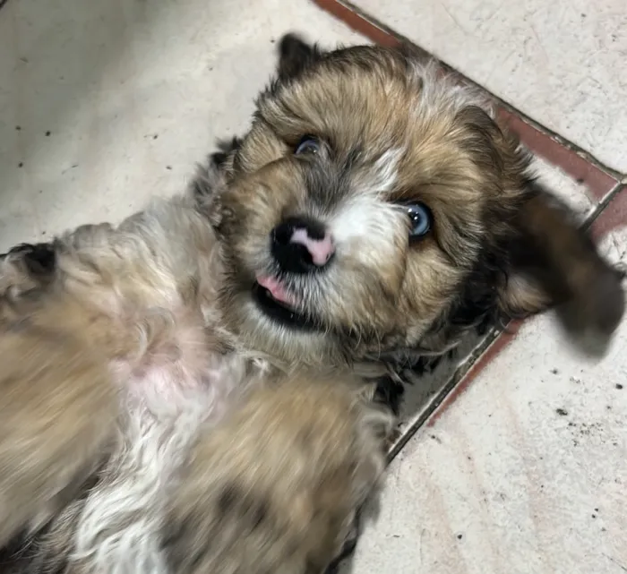 Cachorro raça SRD-ViraLata idade 2 a 6 meses nome Vitinho