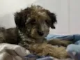 Vitinho