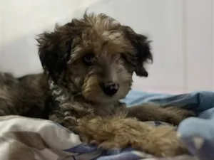 Cachorro raça SRD-ViraLata idade 2 a 6 meses nome Vitinho