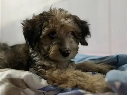 Cachorro raça SRD-ViraLata idade 2 a 6 meses nome Vitinho