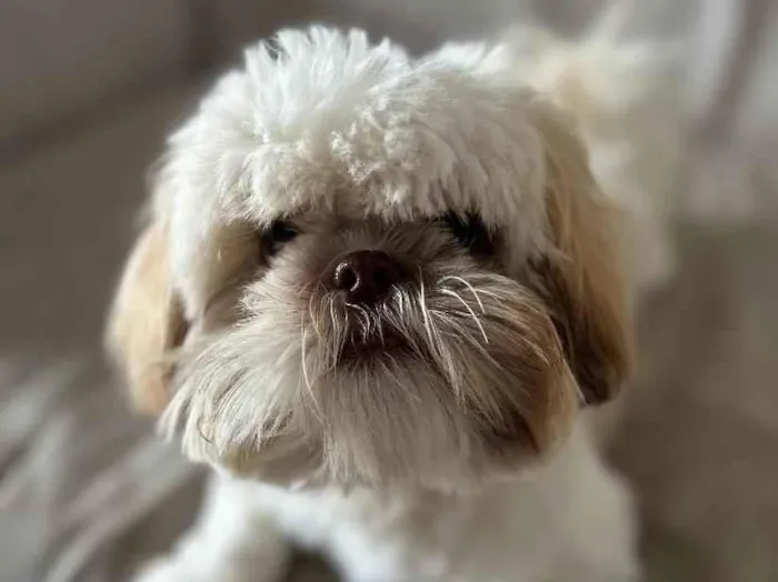 Cachorro raça Shitzu idade 7 a 11 meses nome Bingo