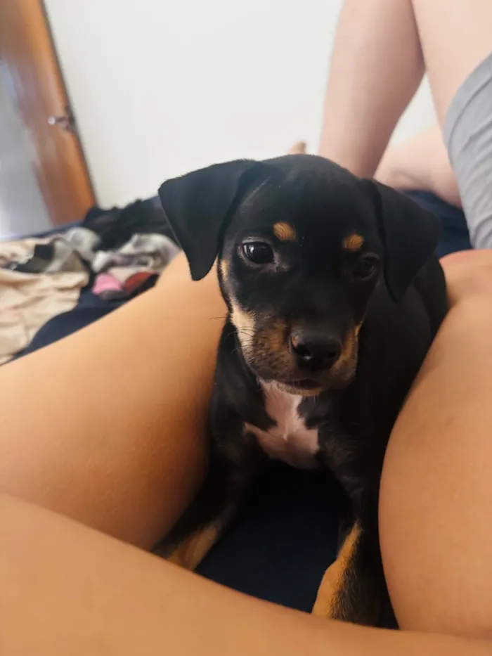 Cachorro raça SRD-ViraLata idade 2 a 6 meses nome Mabel