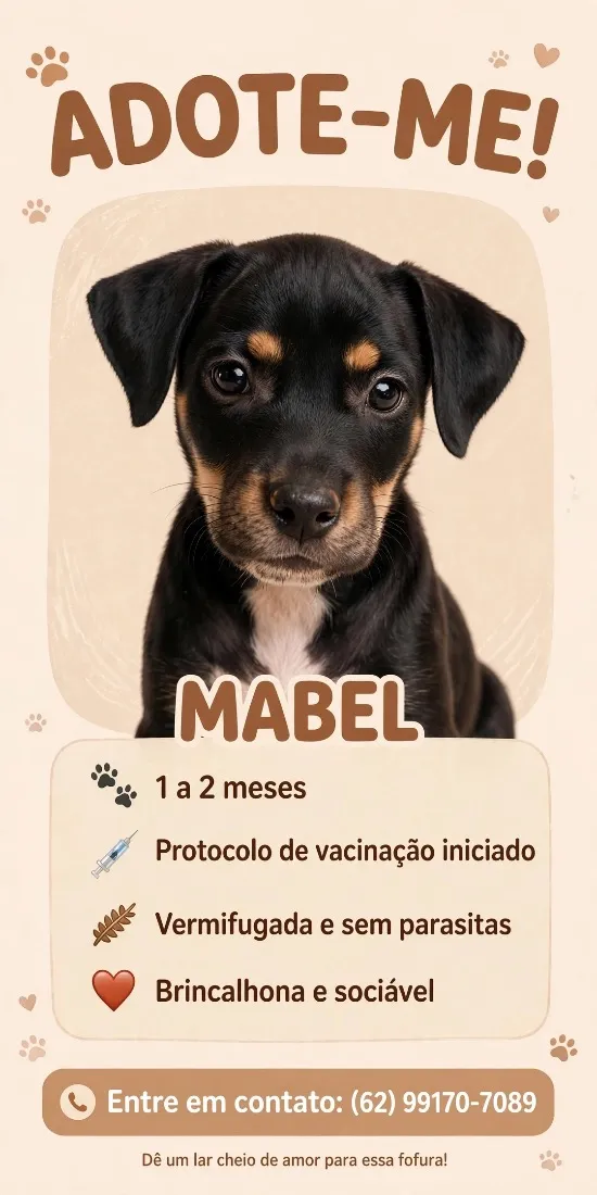 Cachorro raça SRD-ViraLata idade 2 a 6 meses nome Mabel