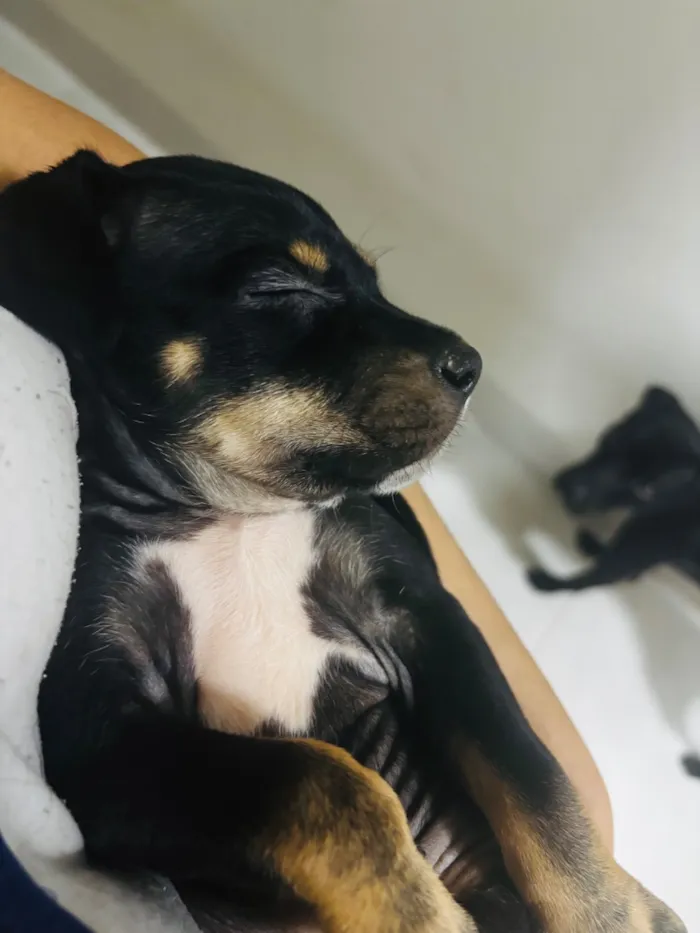 Cachorro raça SRD-ViraLata idade 2 a 6 meses nome Mabel