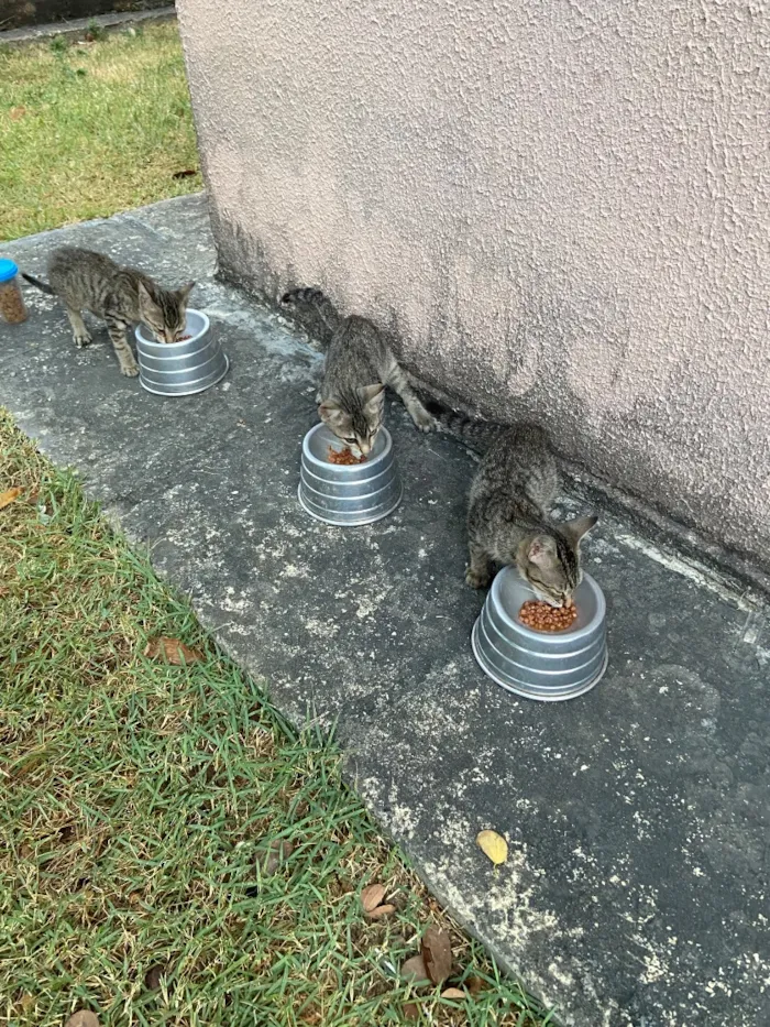 Gato raça SRD-ViraLata idade 2 a 6 meses nome Três irmãos 