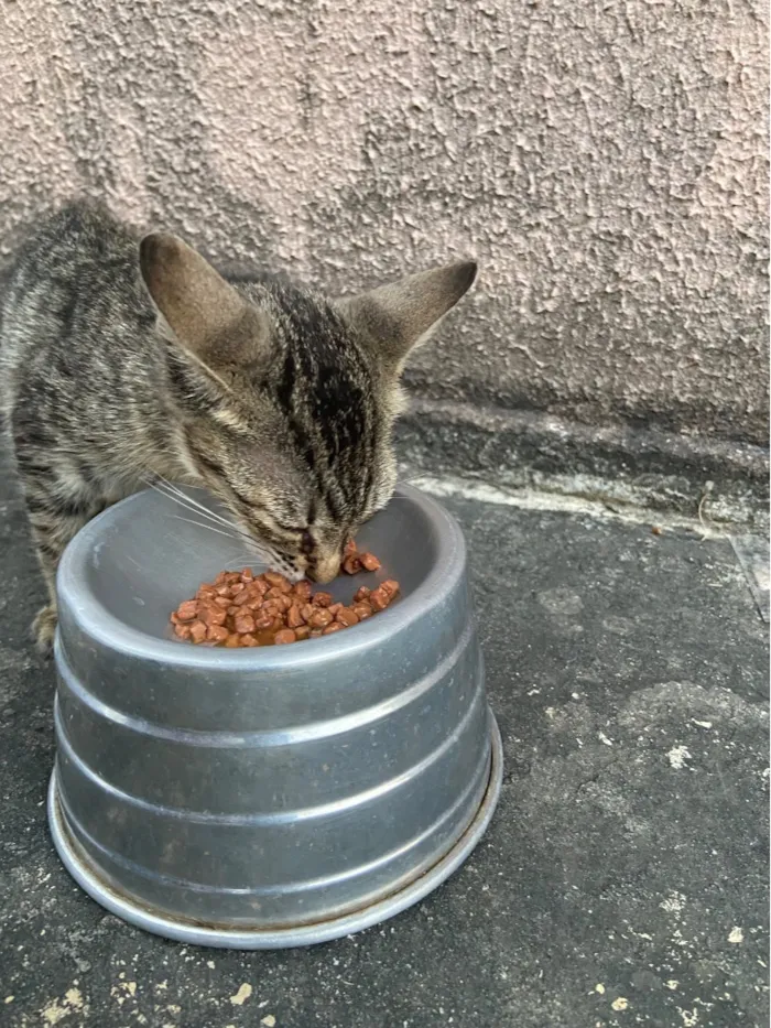 Gato raça SRD-ViraLata idade 2 a 6 meses nome Três irmãos 