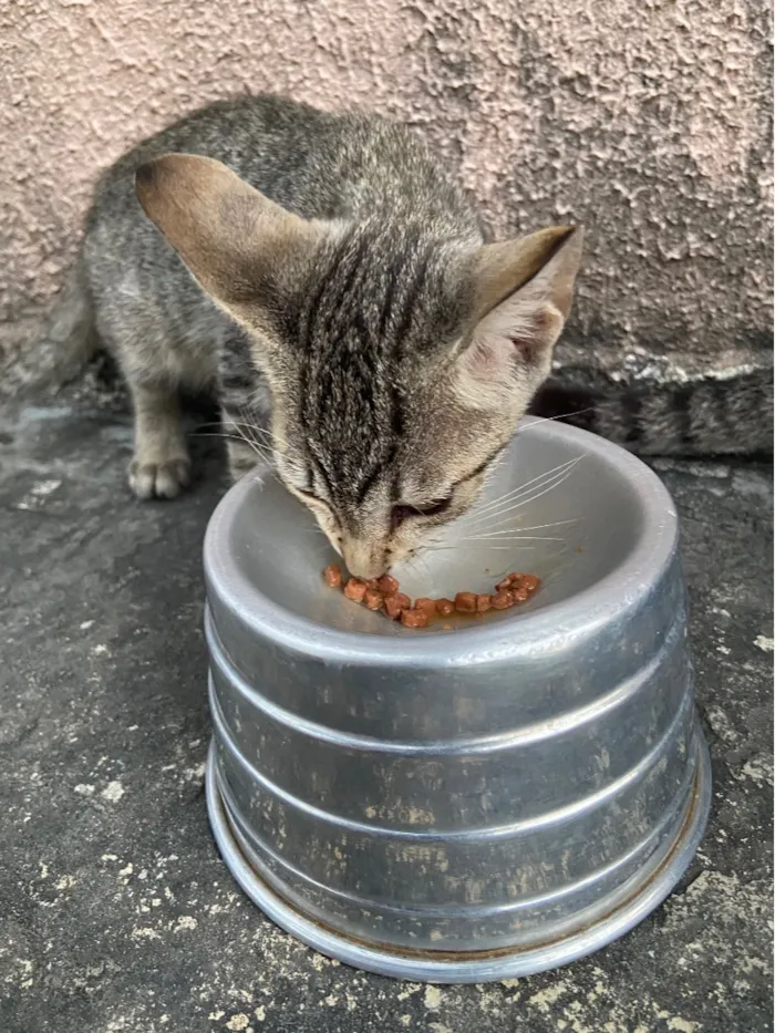 Gato raça SRD-ViraLata idade 2 a 6 meses nome Três irmãos 