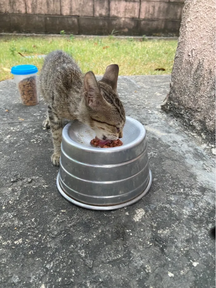 Gato raça SRD-ViraLata idade 2 a 6 meses nome Três irmãos 