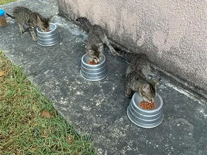 Gato raça SRD-ViraLata idade 2 a 6 meses nome Três irmãos 