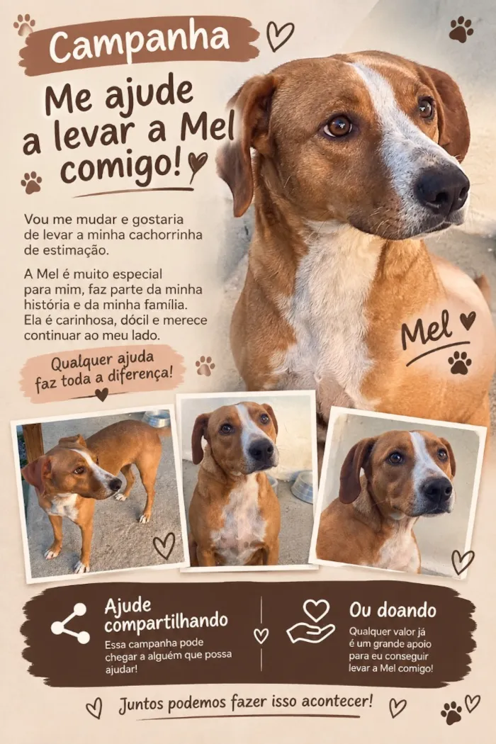 Cachorro raça SRD-ViraLata idade 3 anos nome Mel