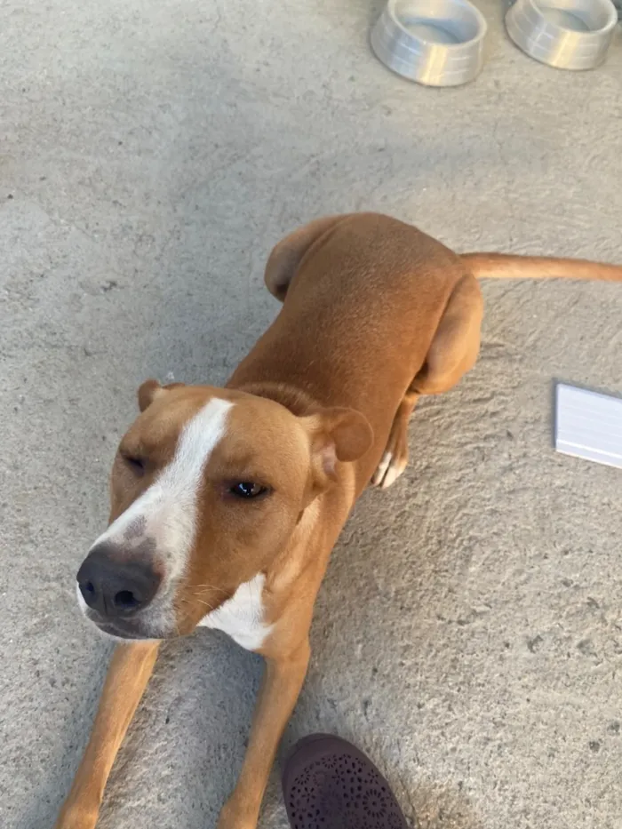 Cachorro raça SRD-ViraLata idade 3 anos nome Mel
