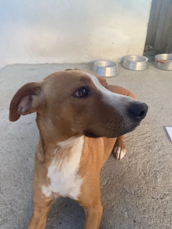 Cachorro raça SRD-ViraLata idade 3 anos nome Mel