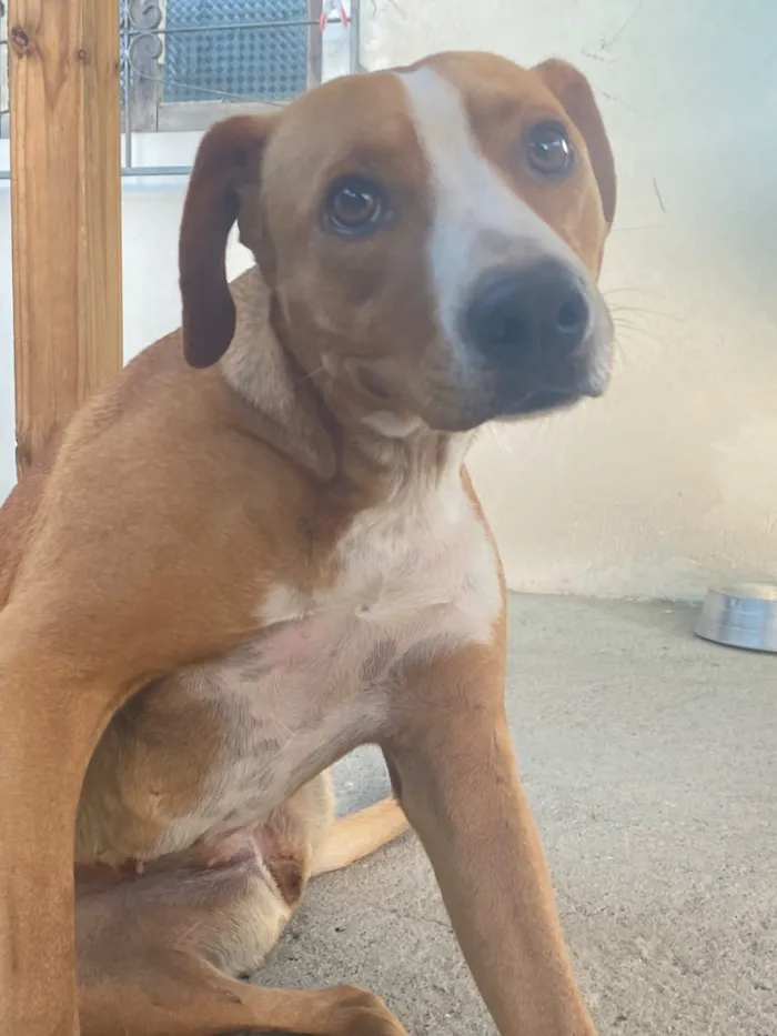 Cachorro raça SRD-ViraLata idade 3 anos nome Mel