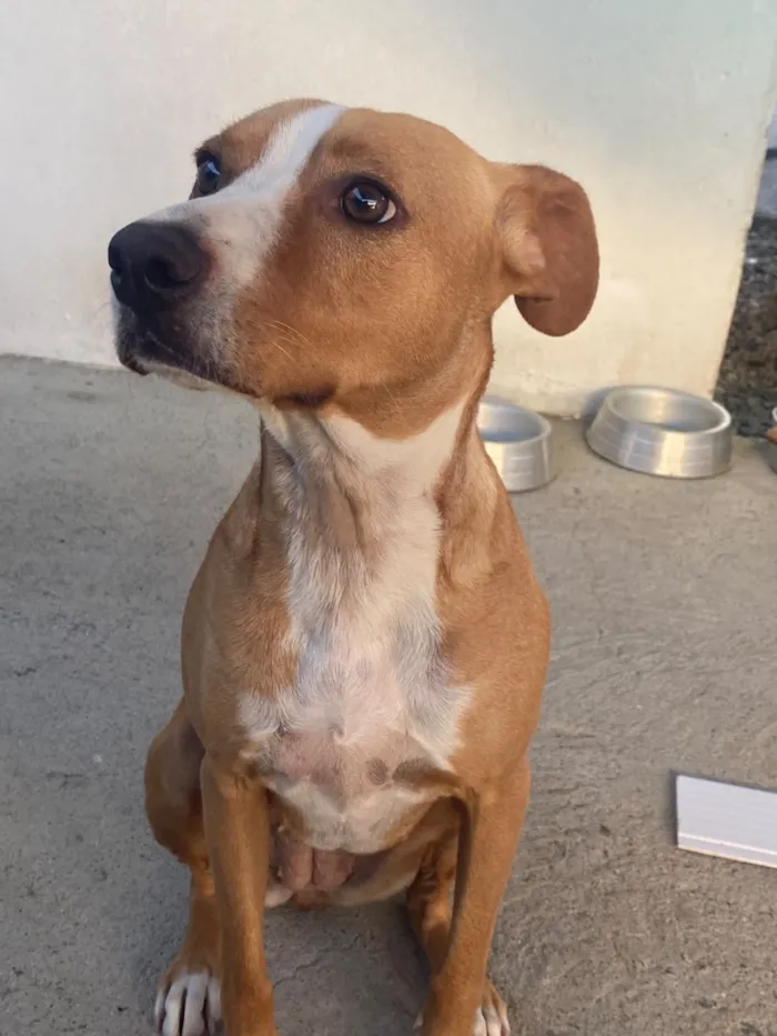 Cachorro raça SRD-ViraLata idade 3 anos nome Mel
