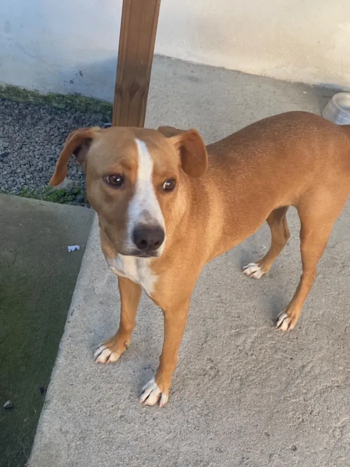 Cachorro raça SRD-ViraLata idade 3 anos nome Mel