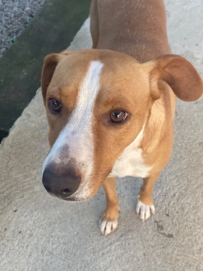 Cachorro raça SRD-ViraLata idade 3 anos nome Mel
