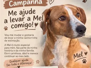 Cachorro raça SRD-ViraLata idade 3 anos nome Mel