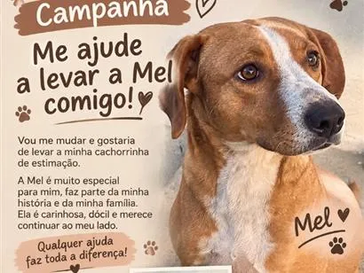Cachorro raça SRD-ViraLata idade 3 anos nome Mel