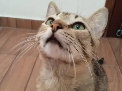 Gato raça SRD-ViraLata idade 2 anos nome Gato