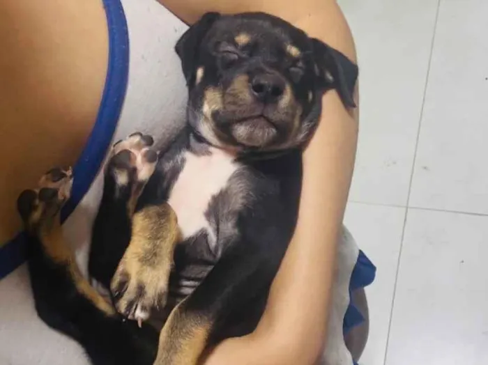 Cachorro raça SRD-ViraLata idade 2 a 6 meses nome Mabel