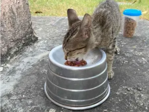 Gato raça SRD-ViraLata idade 2 a 6 meses nome Três irmãos 