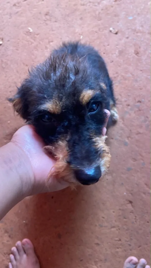 Cachorro raça SRD-ViraLata idade 3 anos nome Vovó 