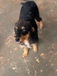 Vovó 