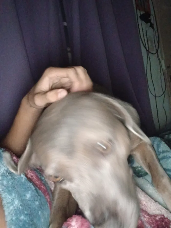 Cachorro raça SRD-ViraLata idade 2 anos nome Billy 