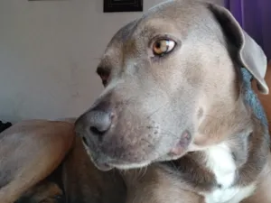 Cachorro raça SRD-ViraLata idade 2 anos nome Billy 