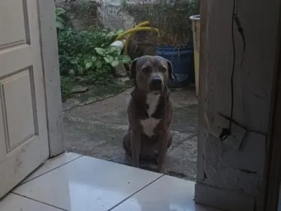 Cachorro raça SRD-ViraLata idade 2 anos nome Billy 