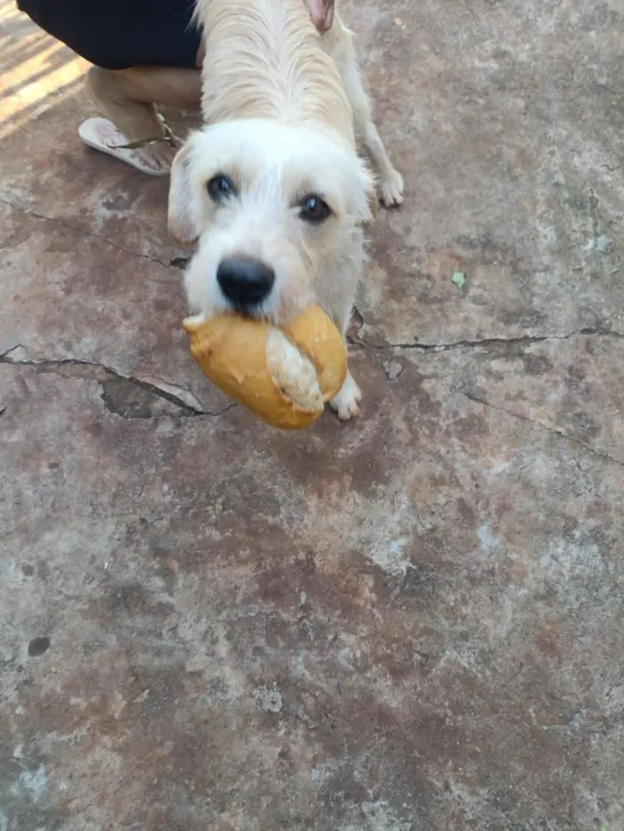 Cachorro raça SRD-ViraLata idade 2 anos nome Fiapo de Manga