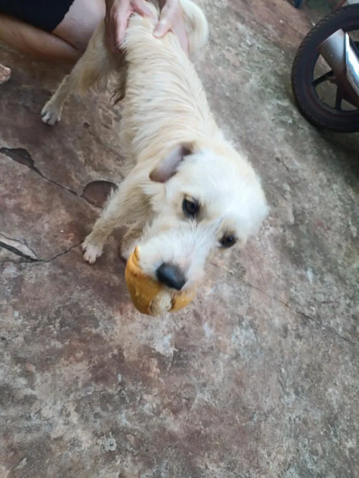 Cachorro raça SRD-ViraLata idade 2 anos nome Fiapo de Manga