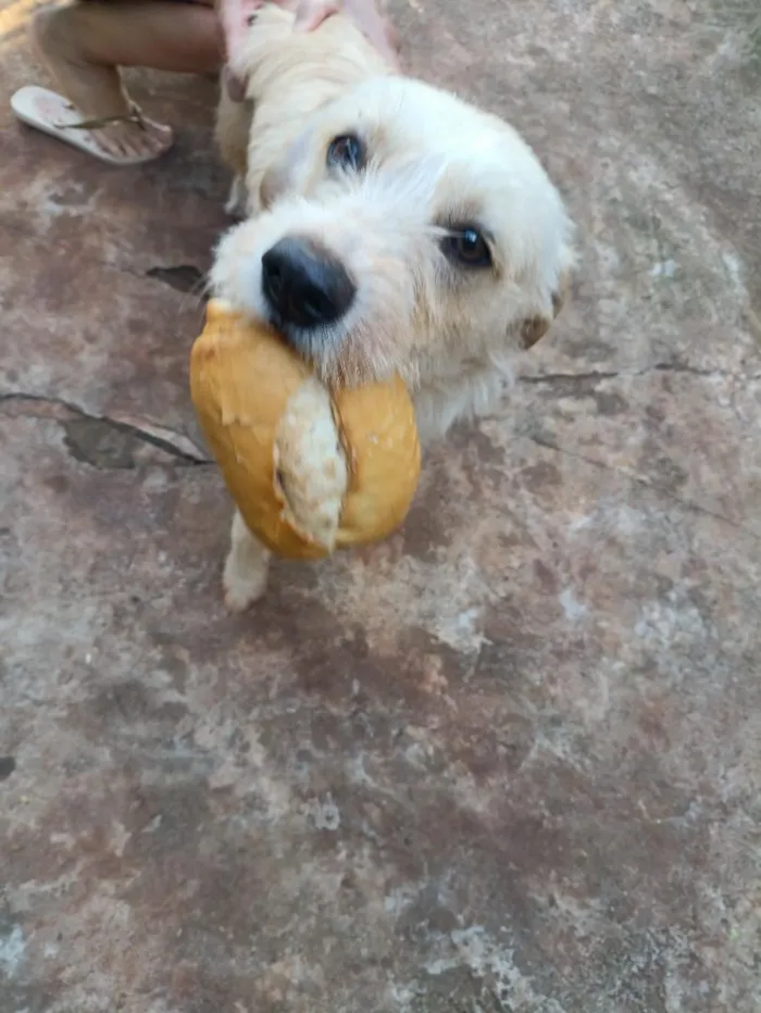 Cachorro raça SRD-ViraLata idade 2 anos nome Fiapo de Manga
