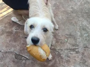 Cachorro raça SRD-ViraLata idade 2 anos nome Fiapo de Manga