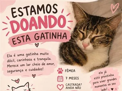 Gato raça SRD-ViraLata idade 7 a 11 meses nome Milla