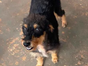 Cachorro raça SRD-ViraLata idade 3 anos nome Vovó 