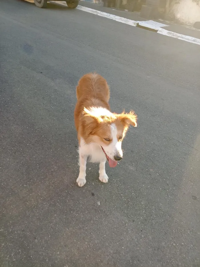 Cachorro raça SRD-ViraLata idade 1 ano nome não sei 