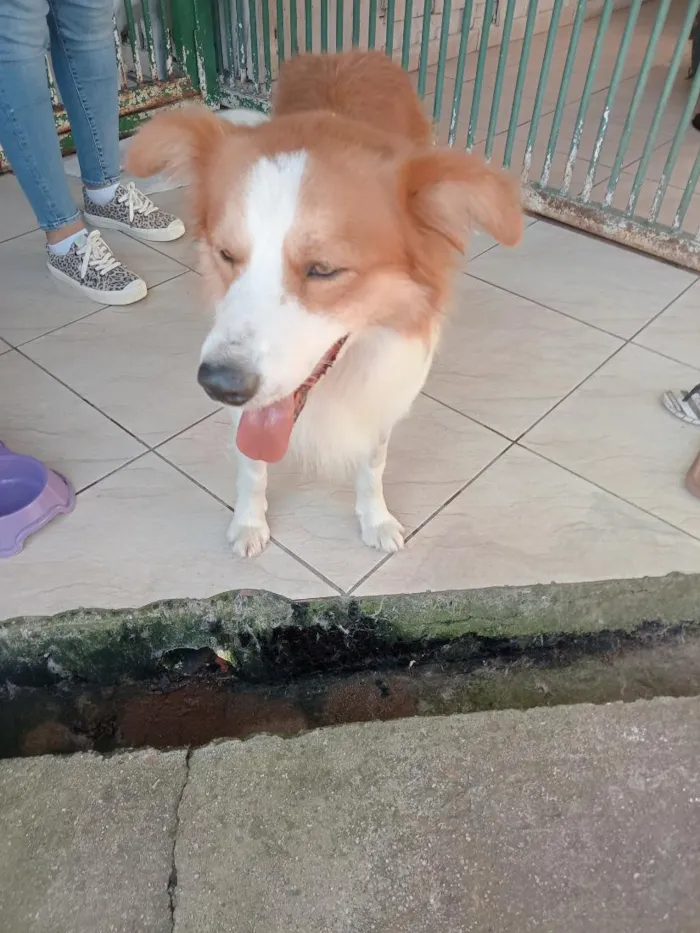 Cachorro raça SRD-ViraLata idade 1 ano nome não sei 