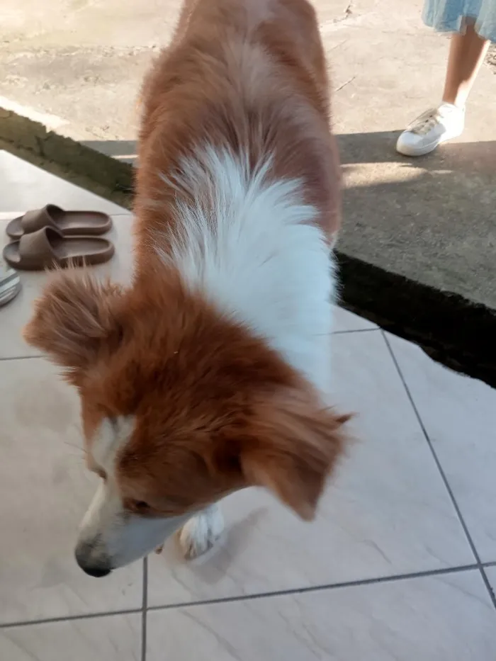Cachorro raça SRD-ViraLata idade 1 ano nome não sei 