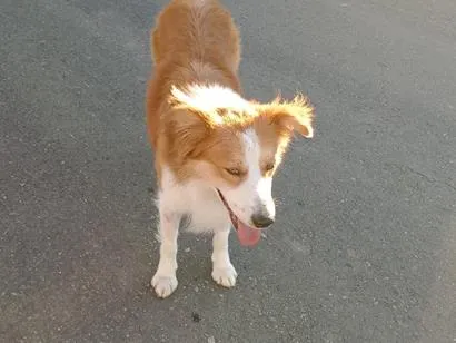 Cachorro raça SRD-ViraLata idade 1 ano nome não sei 