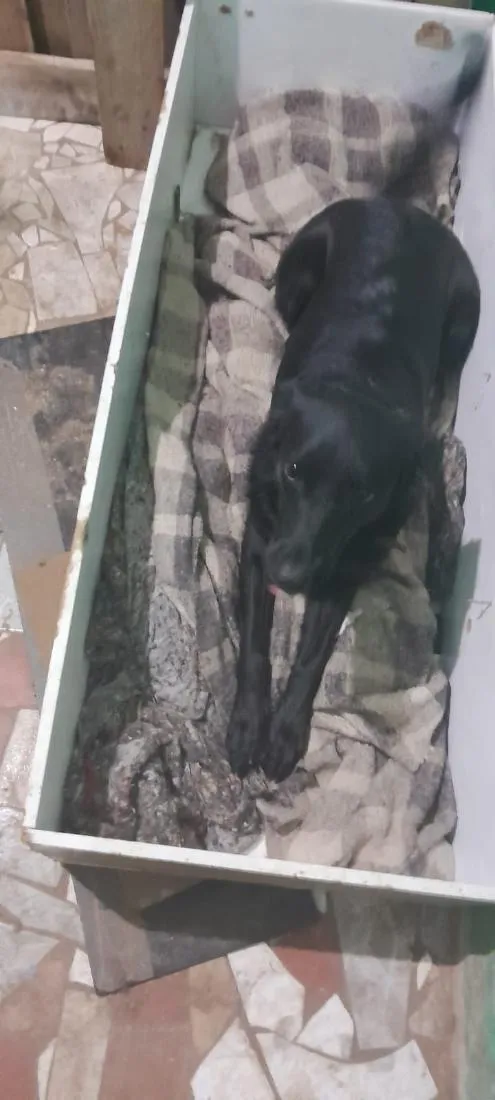 Cachorro raça SRD-ViraLata idade 1 ano nome Vick
