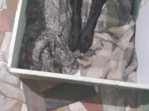 Cachorro raça SRD-ViraLata idade 1 ano nome Vick