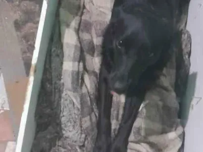 Cachorro raça SRD-ViraLata idade 1 ano nome Vick