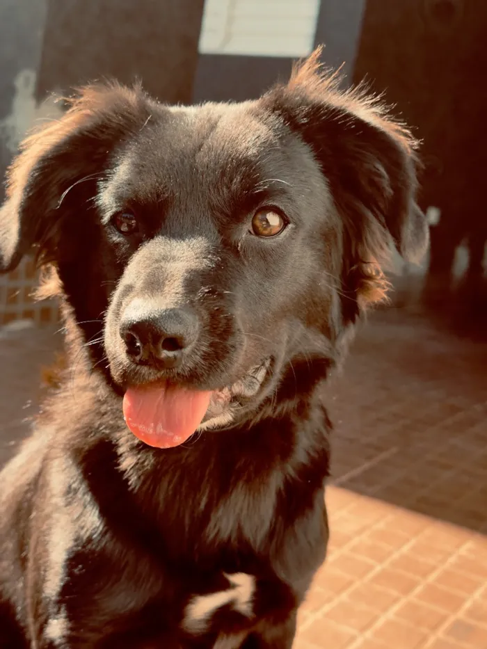 Cachorro raça SRD-ViraLata idade 7 a 11 meses nome Hórus