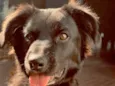 Hórus